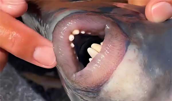 ձ۳Ŀ ׳ơ̩̹ڵ