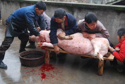 月福农家乐杀年猪，吃刨猪汤