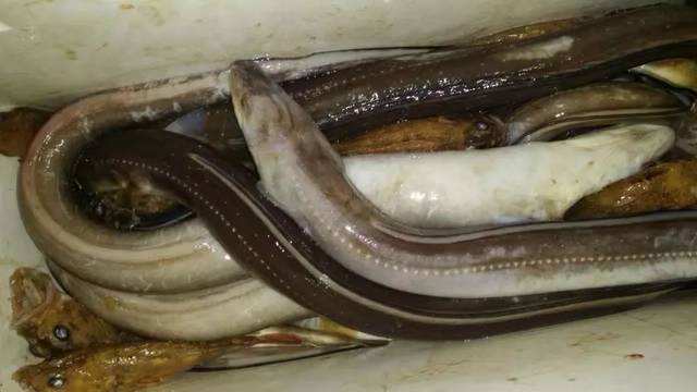 鳗鱼人工繁殖图片