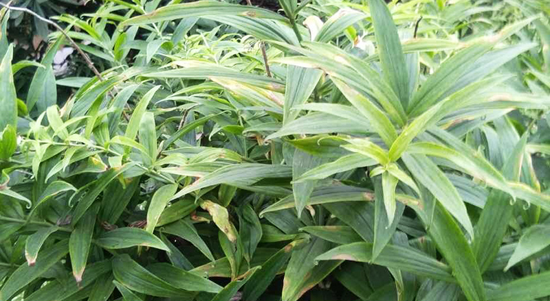 名贵药材种植网站有哪些品牌