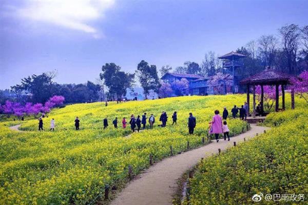 巴南二圣镇天坪山云林天乡风景区油菜花海已迎春绽放