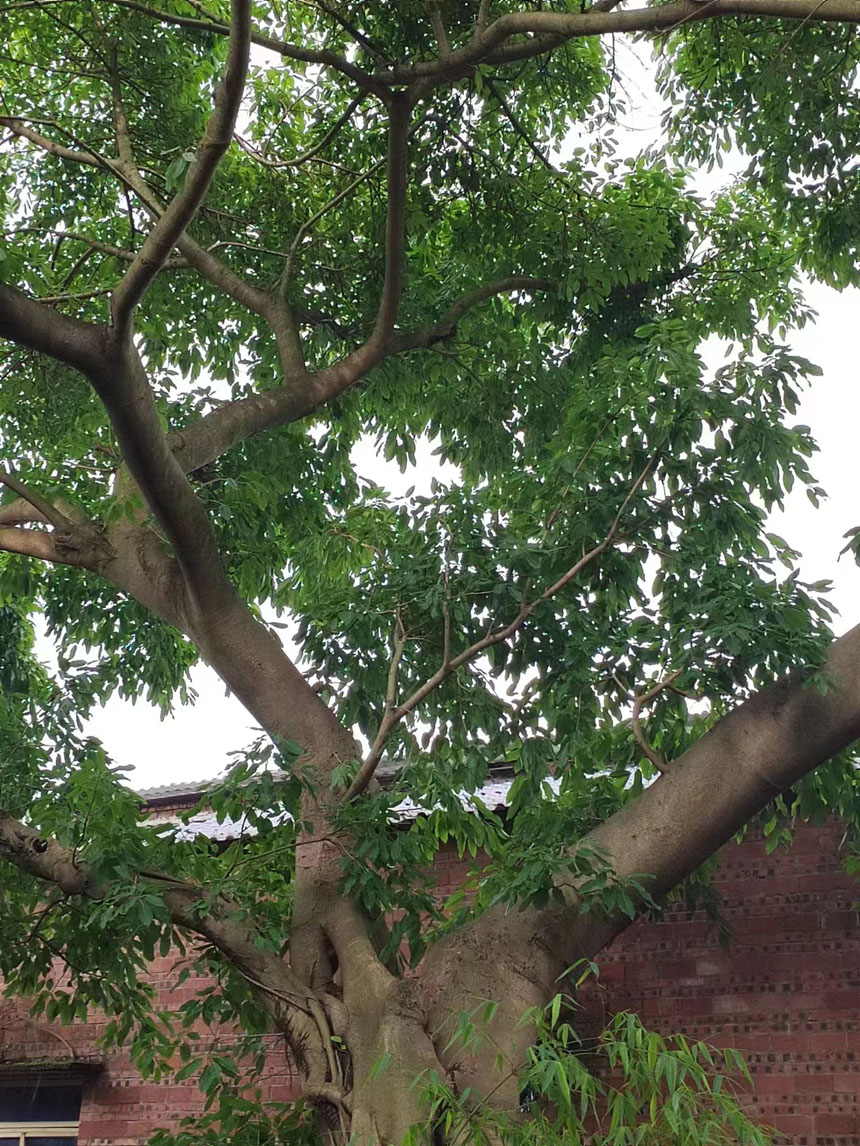 重庆60年黄葛树出售，供应大型黄桷树出售