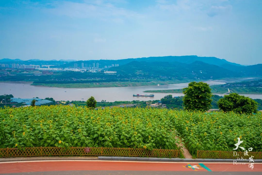 重庆大渡口这几天 金鳌山上的向日葵花开了 漫山遍野 一片金黄 金鳌